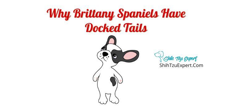 Why Do Brittany Spaniels Have Docked Tails?