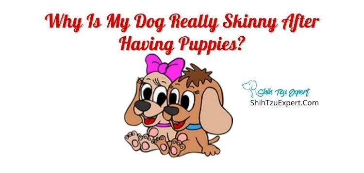 Why Is My Dog Really Skinny After Having Puppies Shih Tzu Expert