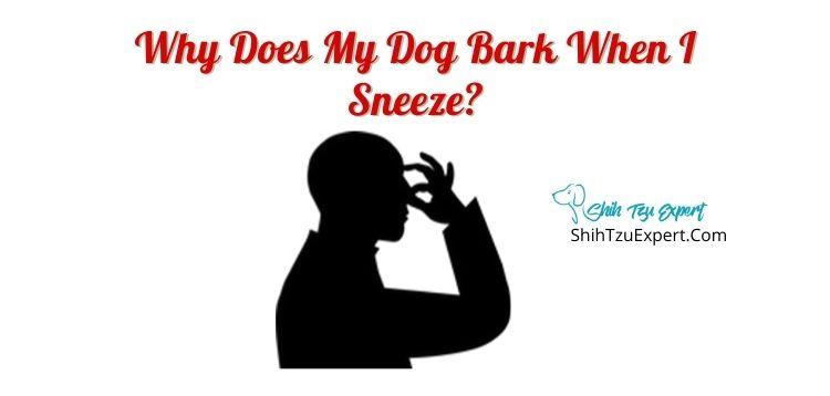 Why Does My Dog Bark When I Sneeze?