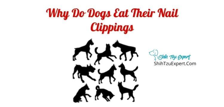 Why Do Dogs Eat Their Nail Clippings?