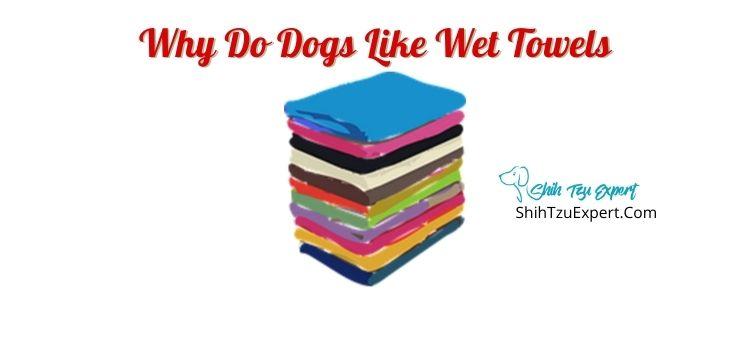 why do dogs roll in wet towels