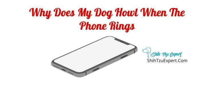 Why Does My Dog Howl When The Phone Rings?