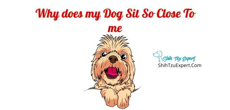 Why Does My Dog Sit So Close To Me? - Shih Tzu Expert