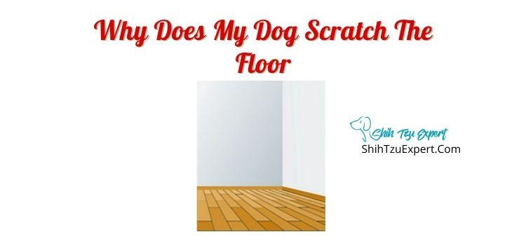 Why Does My Dog Scratch The Floor?