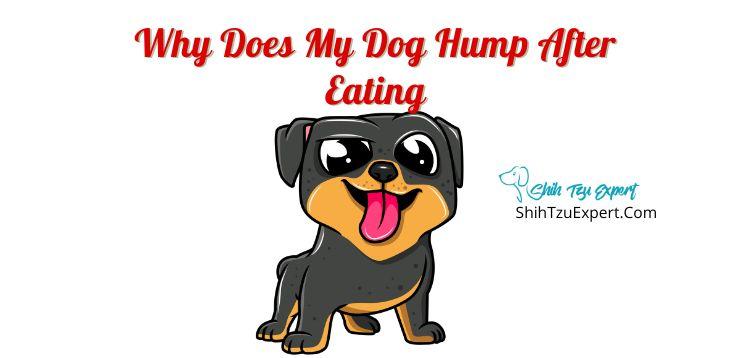 Why Does My Dog Hump After Eating?