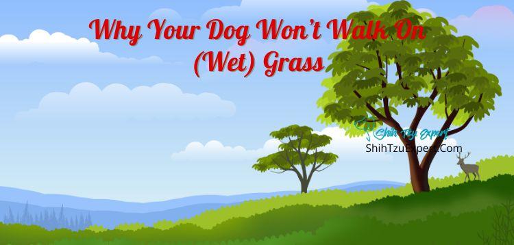 Why Won’t My Dog Walk On Wet Grass?