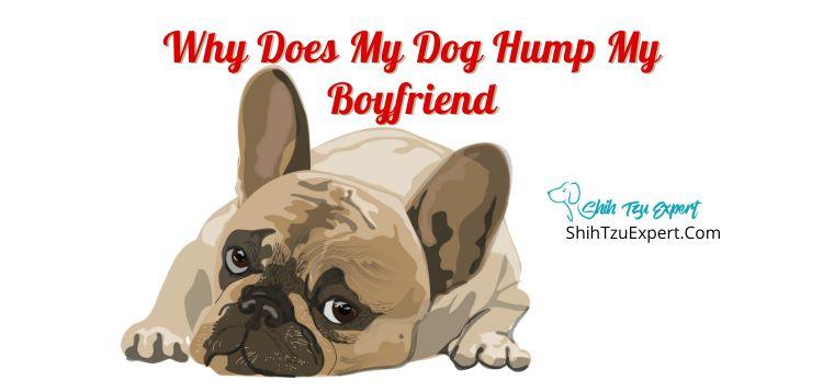 Why Does My Dog Hump My Boyfriend?