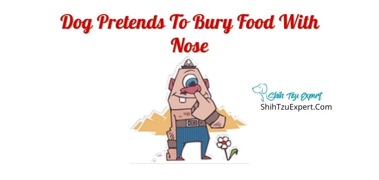 Dog Pretends To Bury Food With Nose - Shih Tzu Expert