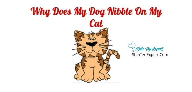 Why Does My Dog Nibble On My Cat?