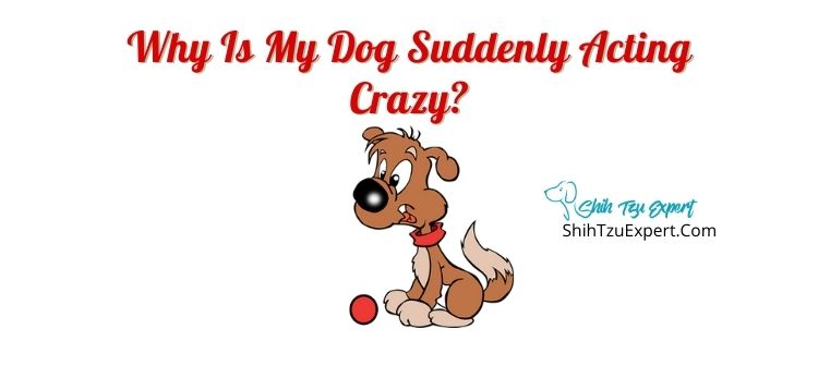 Why Is My Dog Suddenly Acting Crazy?