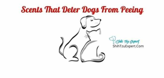 scents-that-deter-dogs-from-peeing-shih-tzu-expert