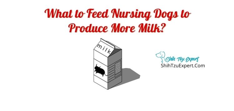 what-to-feed-nursing-dogs-to-produce-more-milk-shih-tzu-expert