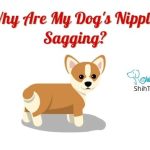 Why Are My Dog's Nipples Sagging?