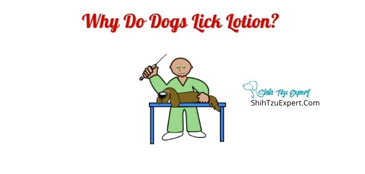 Why Do Dogs Lick Lotion?   [Explained With Safety Information]