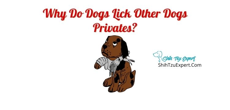 Why Do Dogs Lick Other Dogs Privates?
