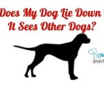 Why Does My Dog Lie Down When It Sees Other Dogs?  [Things You Need To Know As A Dog Owner]