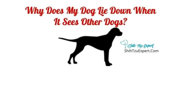 why-does-my-dog-lie-down-when-it-sees-other-dogs-things-you-need-to