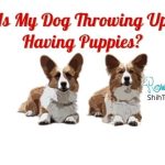 Why Is My Dog Throwing Up After Having Puppies? [Important Facts!]
