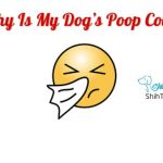 Why Is My Dog’s Poop Cold? 