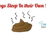 Why Do Dogs Sleep In their Own Poop