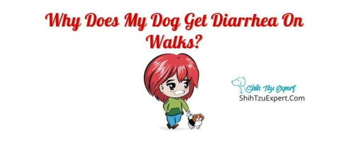 why-does-my-dog-get-diarrhea-on-walks-shih-tzu-expert