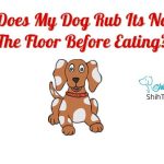 Why Does My Dog Rub Its Nose On The Floor Before Eating?