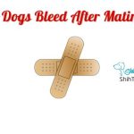 Do Dogs Bleed After Mating?